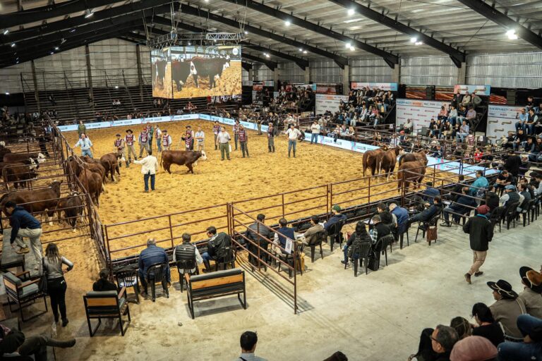 Corrientes: una cabaña chaqueña se destacó en la 23 Exposición Nacional Brahman