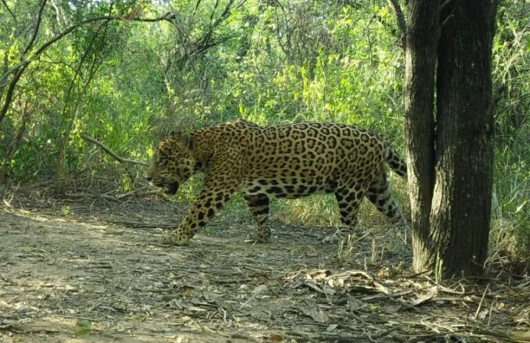 Lanzan una campaña para elegirle un nombre al noveno yaguareté de la región