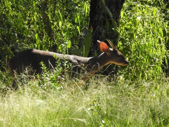 Estudio de la Unne encuentra pumas y venados en área productiva
