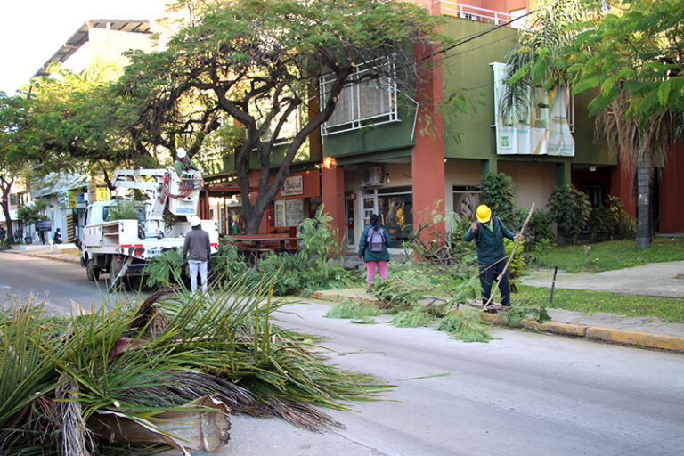 Poda en Resistencia: se extenderá hasta fines de agosto y piden la colaboración de los vecinos