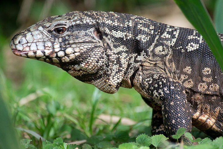 Especies en riesgo por el tráfico