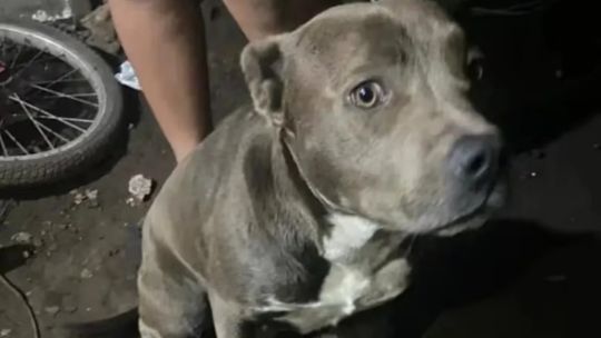 Hablaron los dueños de los perros que habrían atacado a un niño que murió en La Plata: «Nunca pasó una cosa así»