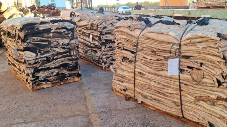 Exportación histórica desde el Puerto de Barranqueras: salió el primer cargamento de cuero salado hacia China