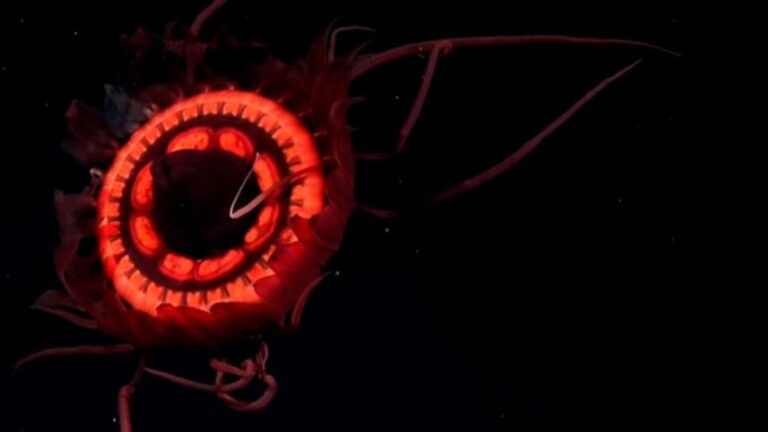 La increíble medusa roja descubierta gracias al streaming del CONICET