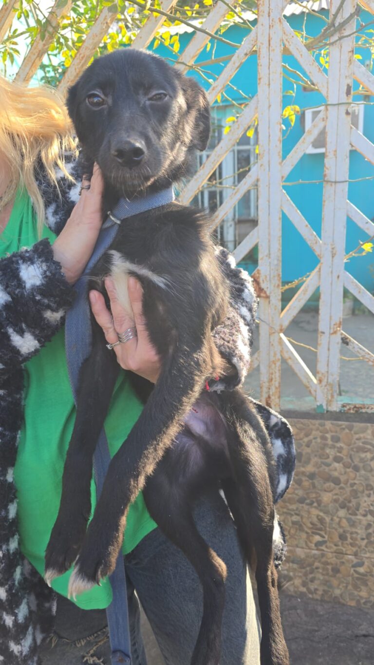 Allanamiento en Resistencia por una causa de maltrato animal