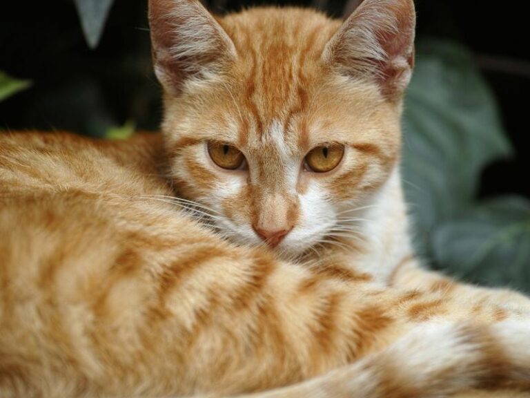 Por qué los gatos naranjas son los más traviesos, según expertos