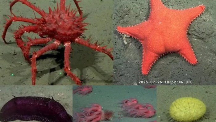 Expedición del Conicet: Cuándo se realizará la próxima transmisión y dónde se podrá ver?