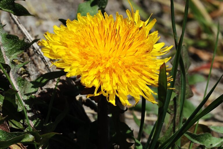 La hierba que ayuda a sanar el hígado graso y reduce la inflamación