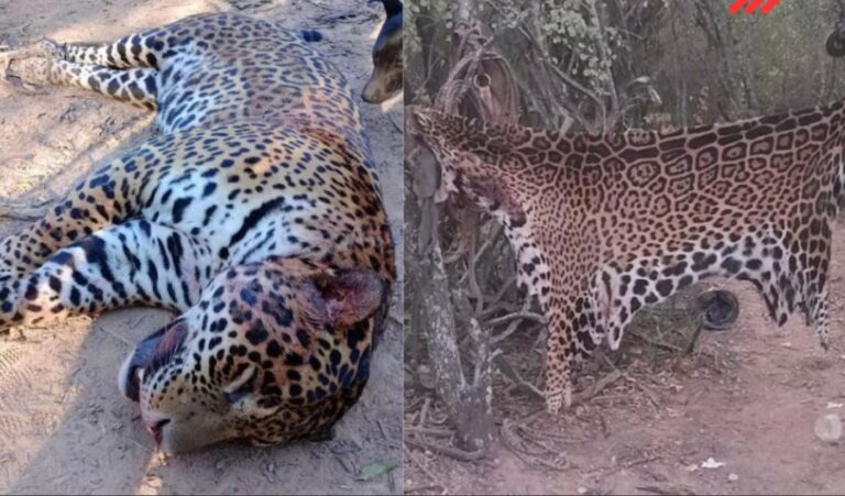 Fallo histórico: condenaron a cuatro cazadores por matar, carnear y comer un yaguareté