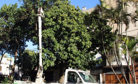 Hasta fines de agosto seguirá el período de poda controlada en Resistencia