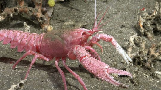 Más de 40 nuevas especies y un éxito en divulgación: los dos primeros resultados de la expedición que investigó el fondo del mar