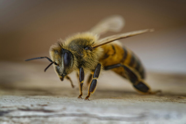 Un superalimento para que no desaparezcan las abejas
