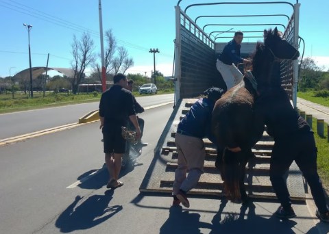El Municipio de Resistencia sigue con los operativos para erradicar animales sueltos en la vía pública