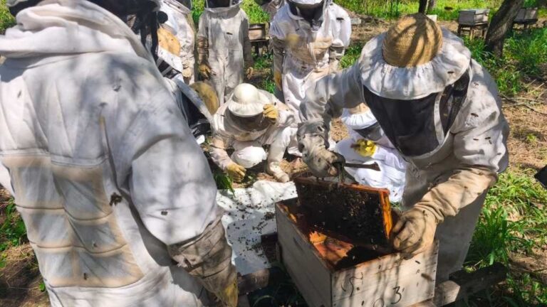 Miraflores: el Senasa organizó una jornada de prevención del pequeño escarabajo de las colmenas