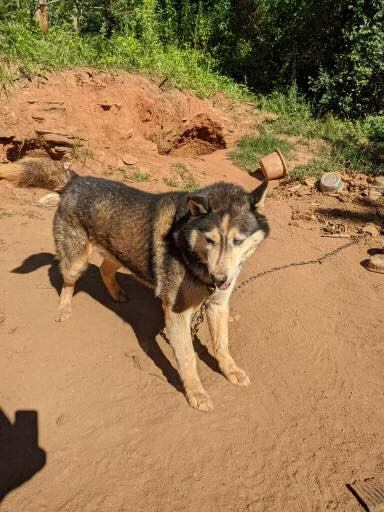 Sin agua ni comida, atado con una cadena sobrevivía en la intemperie bajo el calor abrasador: Había cavado un pozo para refugiarse