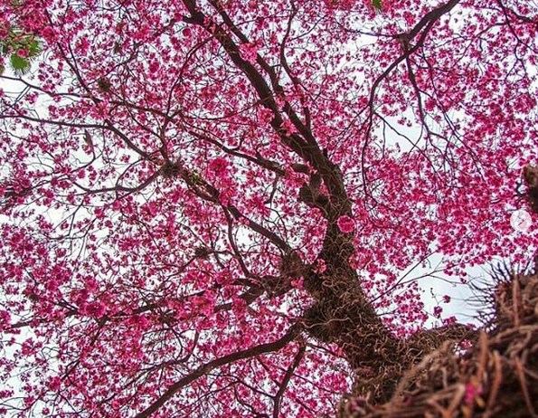 En la tarde del lunes 22 iniciará oficialmente la primavera 2025