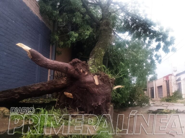 La tormenta dejó árboles caídos en el Barrio Los Troncos