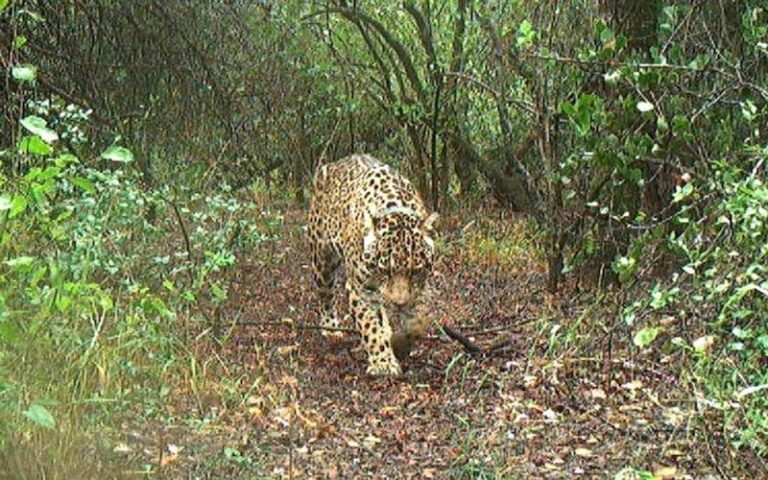 Pio Sander expresó su profunda preocupación por la desaparición de la yaguareté Acaí en El Impenetrable