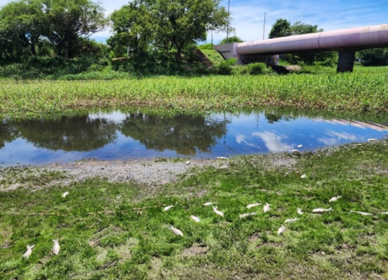 Analizan muestras de agua del Río Negro para determinar las causas de la mortandad de peces detectada