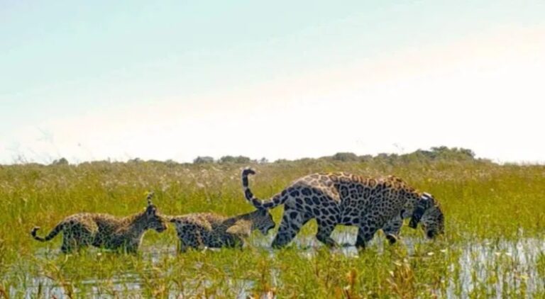 Corrientes: declararon el 6 de junio como el Día del Yaguareté