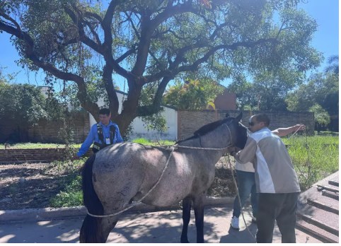 Resistencia: seis caballos sueltos fueron retirados de la vía pública