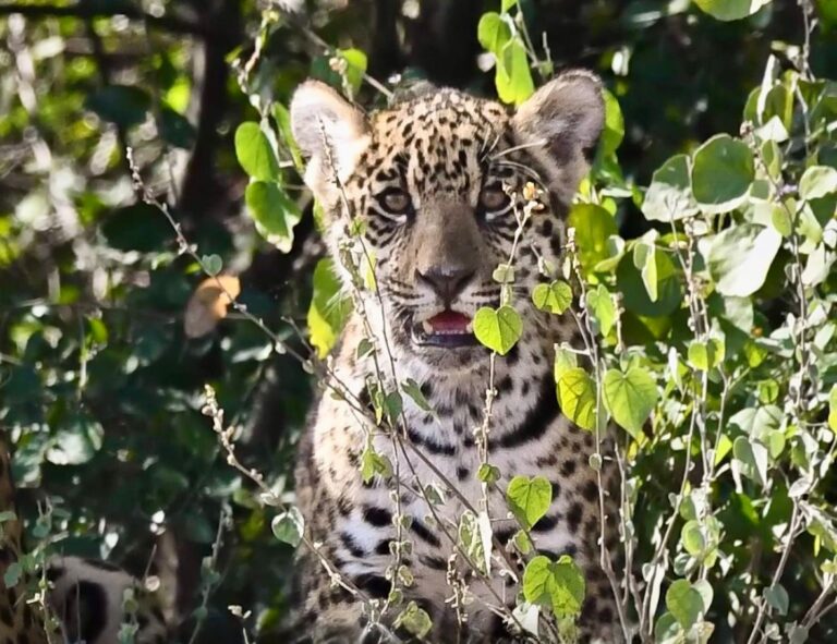 El Impenetrable celebra un segundo nacimiento de yaguareté