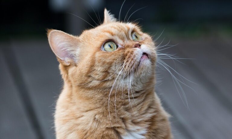 Qué siente tu gato cuando traés otra mascota a casa y cómo reconocer sus emociones, según los expertos